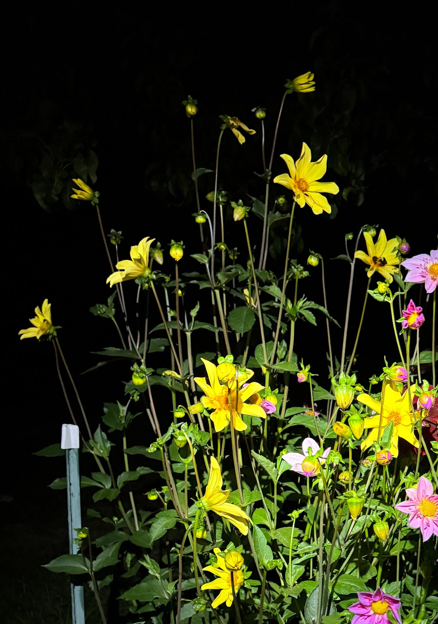 Callum’s Arabesque