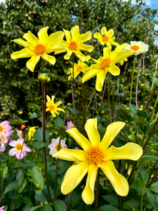 Callum’s Arabesque