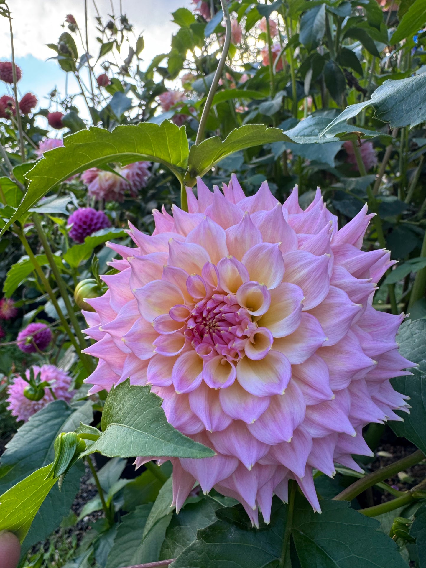 Lee’s Pink Grapefruit