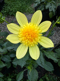 Sandia Sunbonnet (very small tubers)