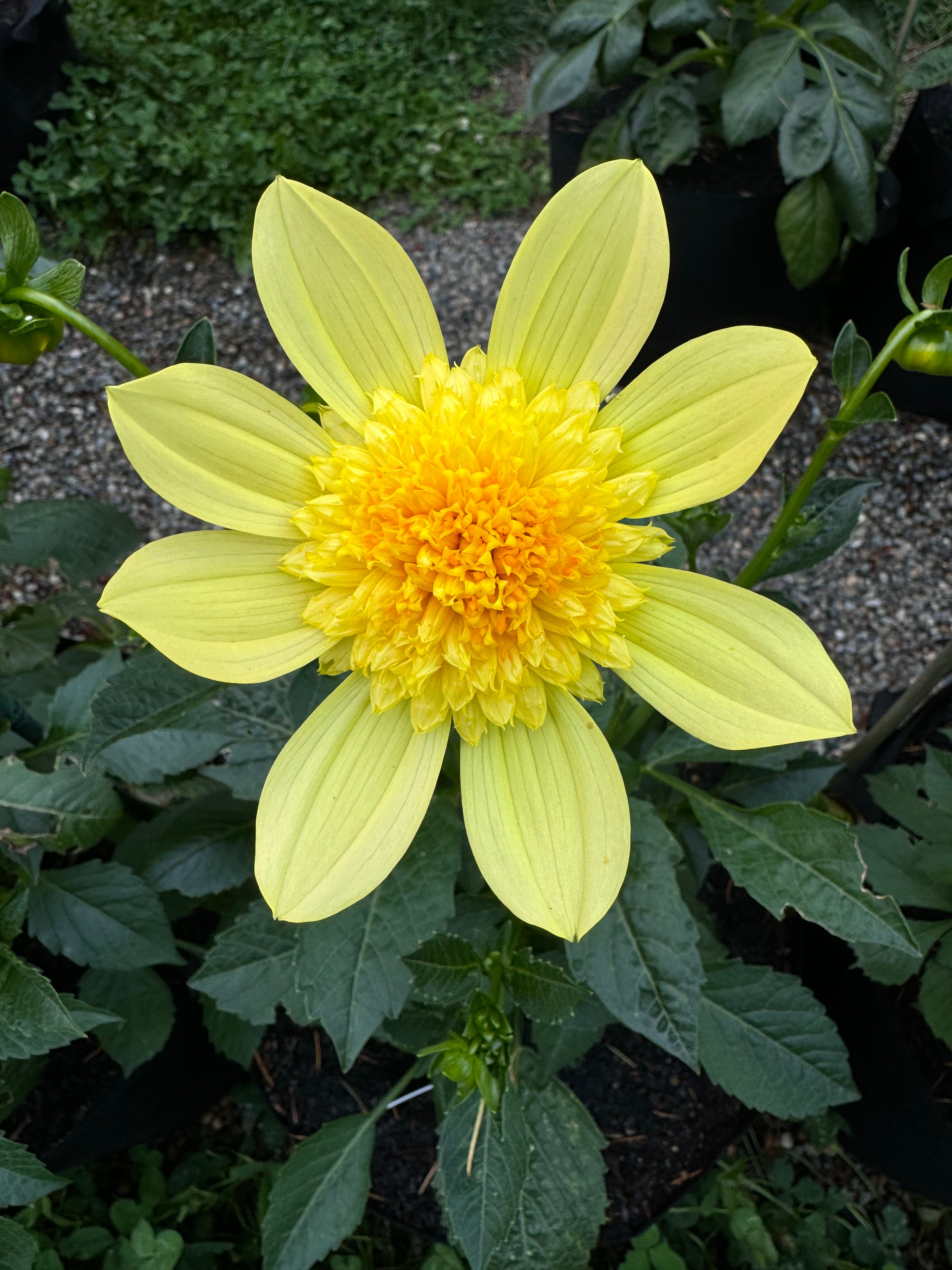 Sandia Sunbonnet (very small tubers)