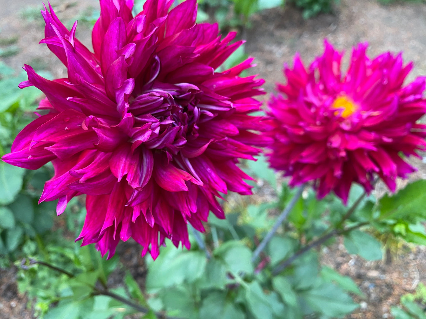 Jennifer’s Wedding