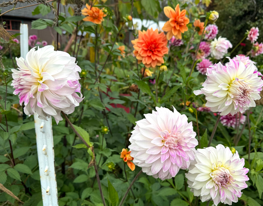 Pink Petticoat