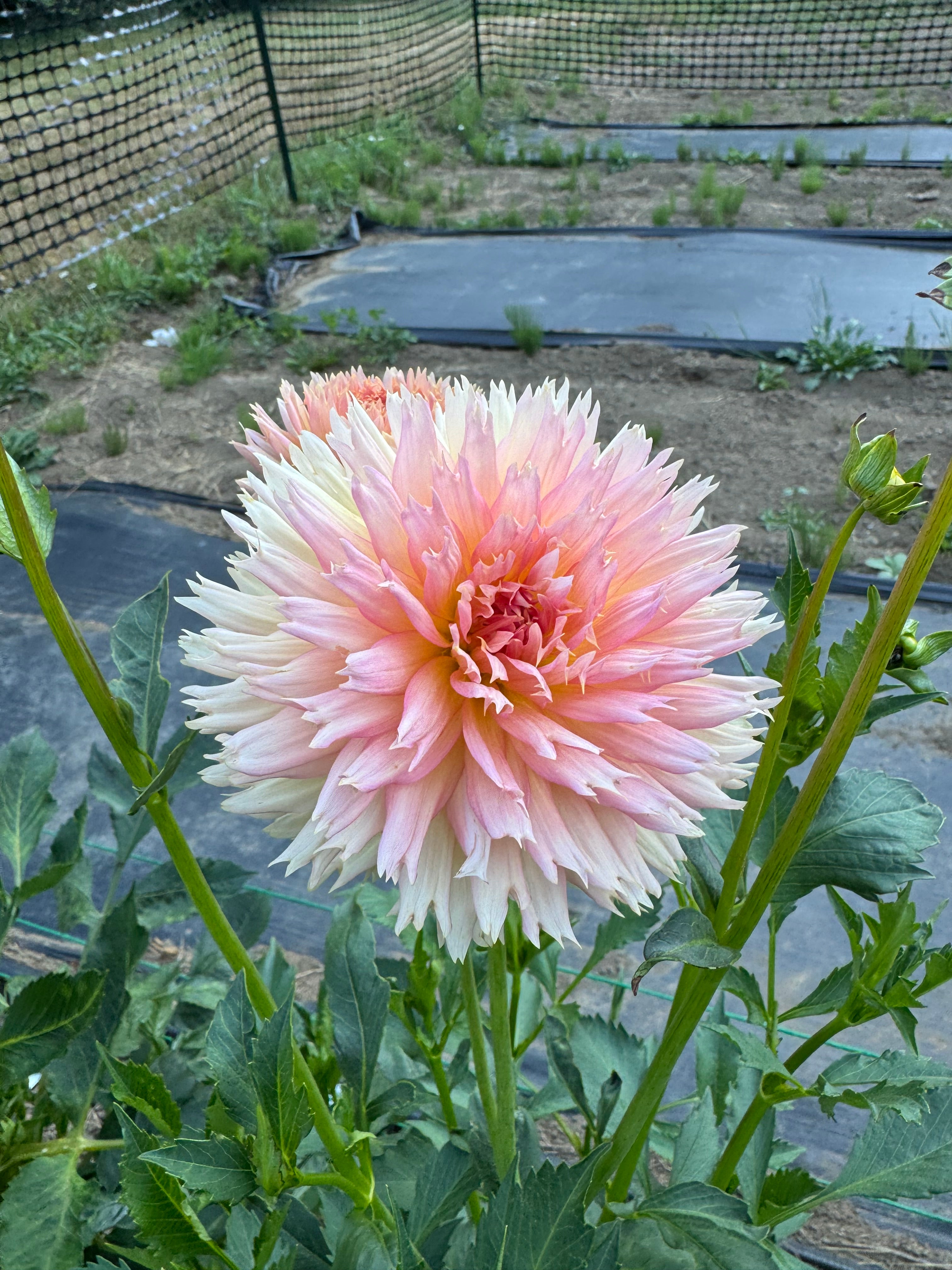 Lakeview Peach Fuzz