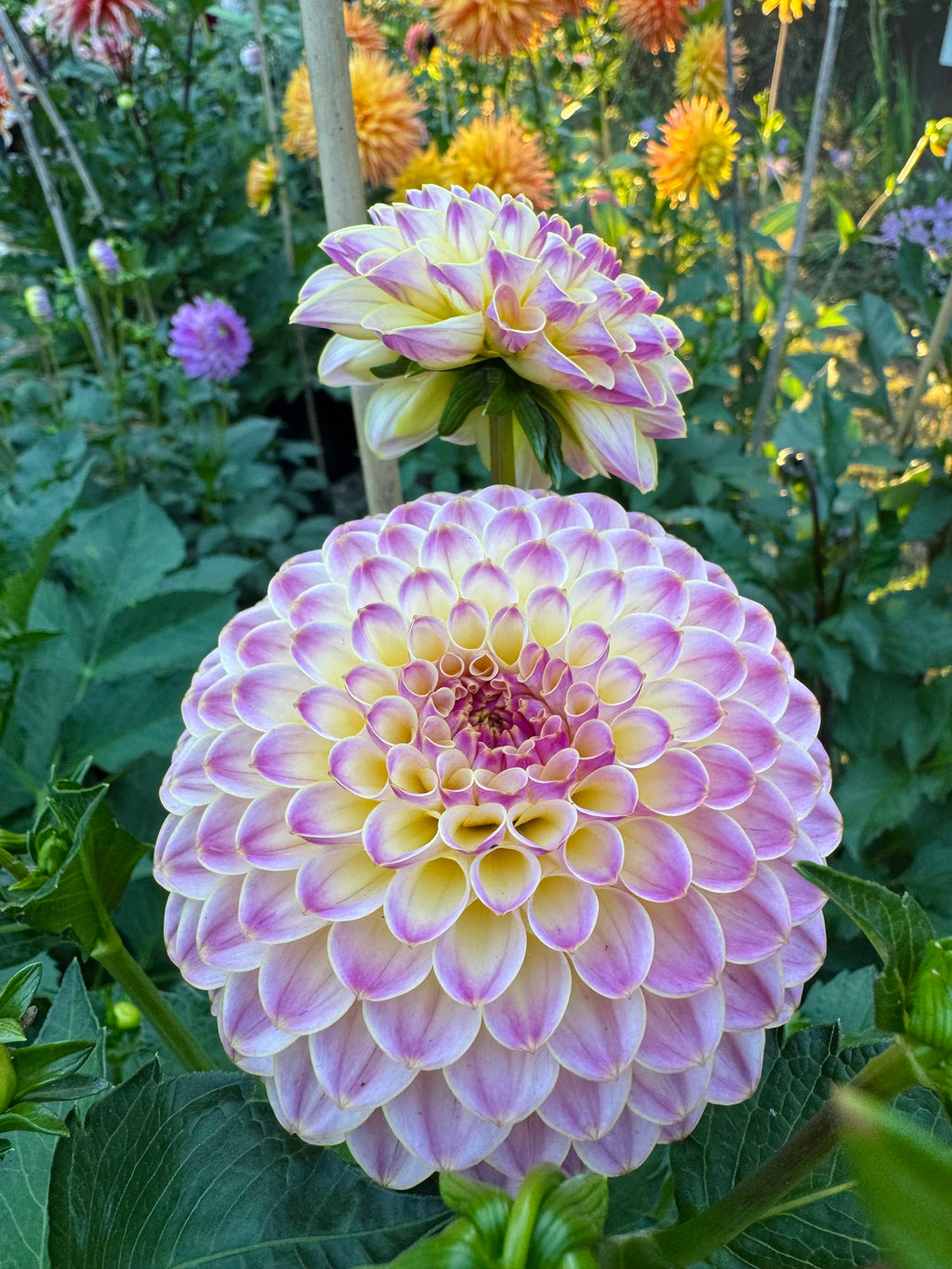 Hapet Pearl