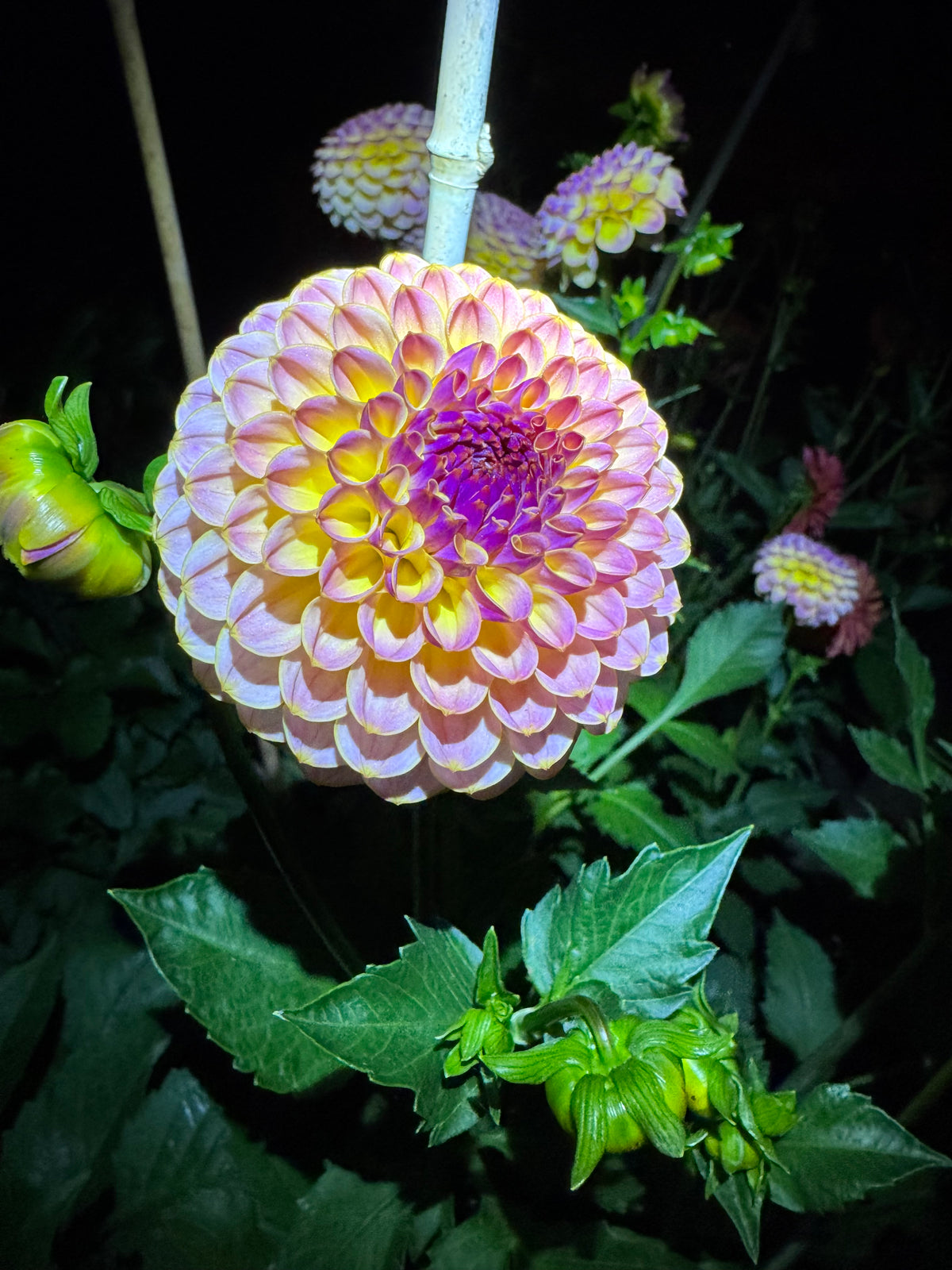 Hapet Pearl