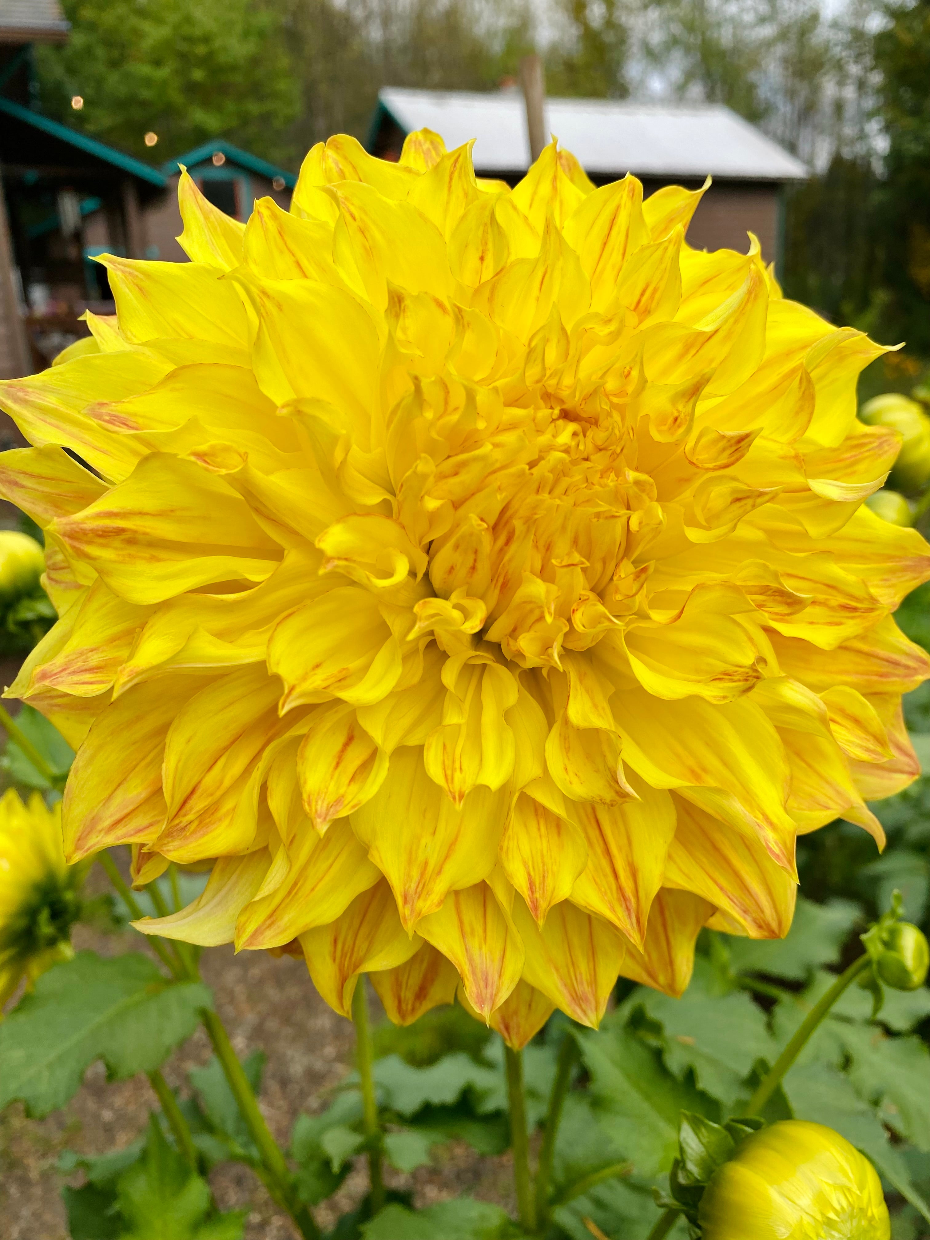 El Sol - Limit 1