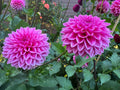 Pink Sylvia
