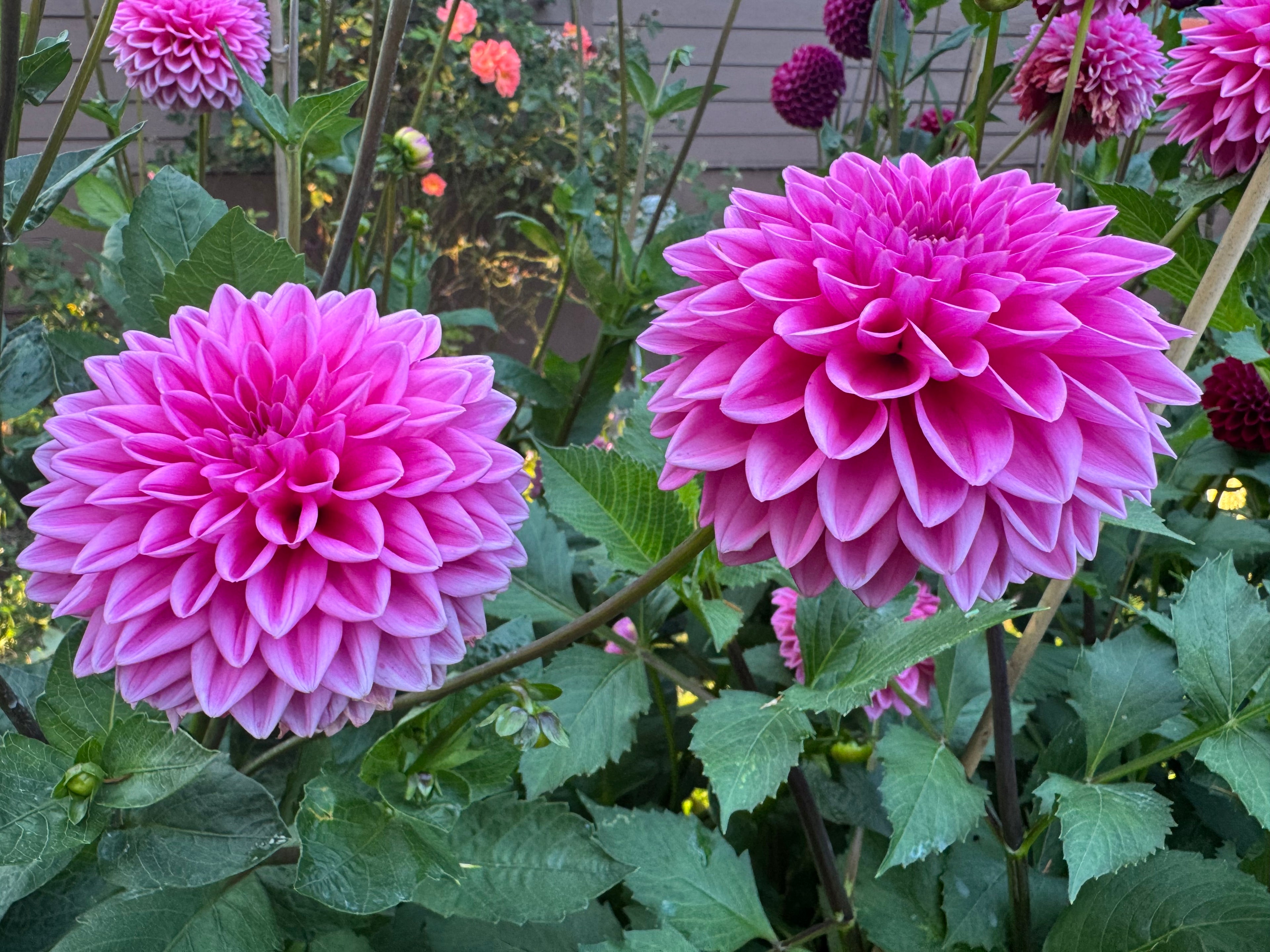 Pink Sylvia