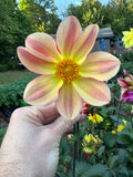 Cut Dahlias(miscellaneous)