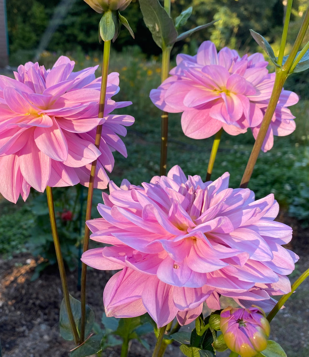 Sandia Shomei