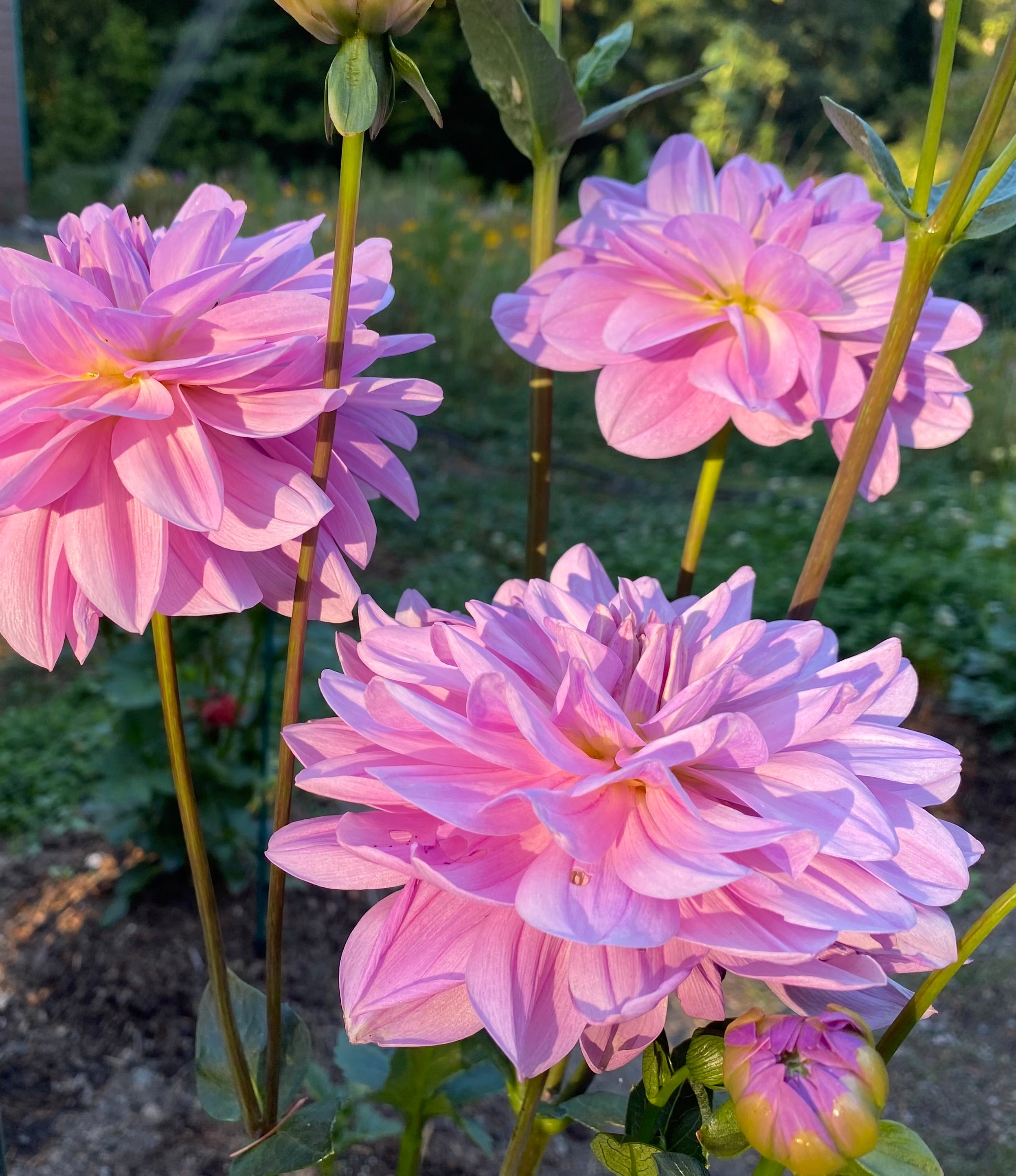 Sandia Shomei