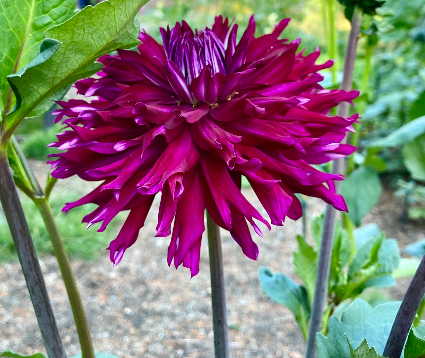 Jennifer’s Wedding