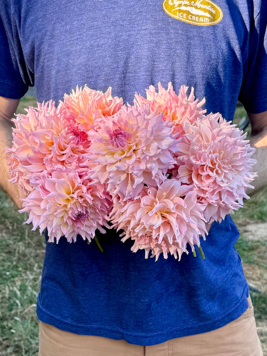 Lee’s Pink Grapefruit