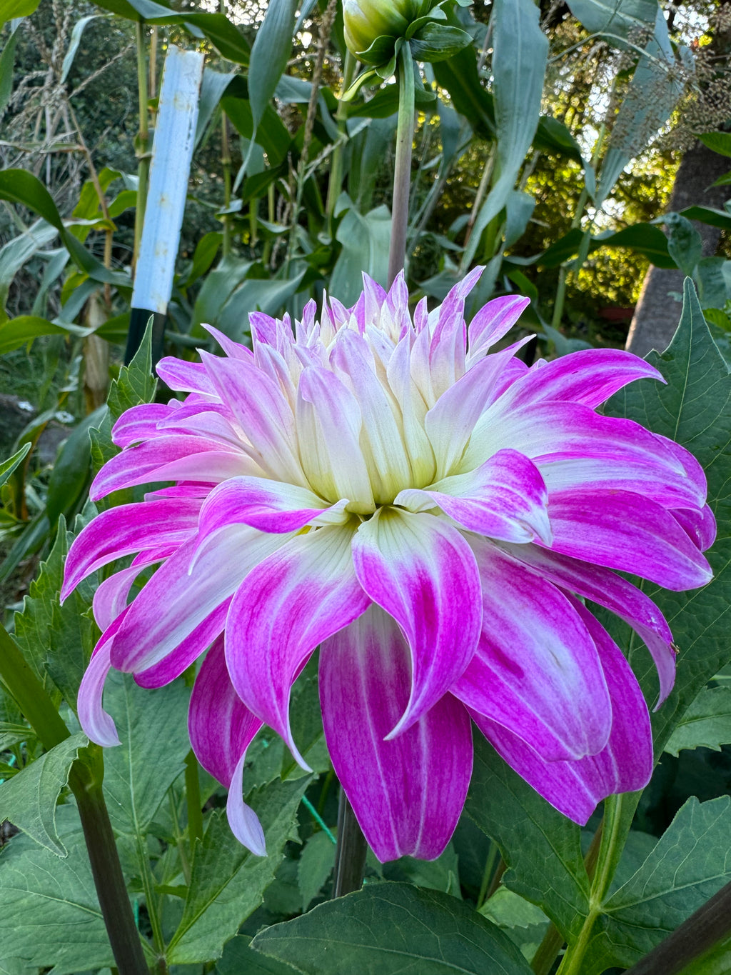 Pink Petticoat