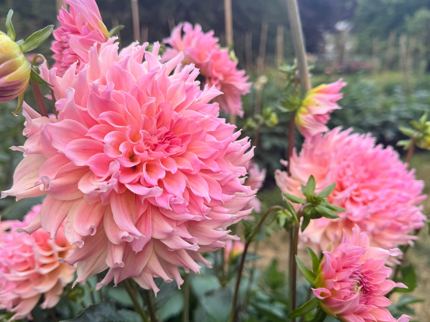 Lee’s Pink Grapefruit