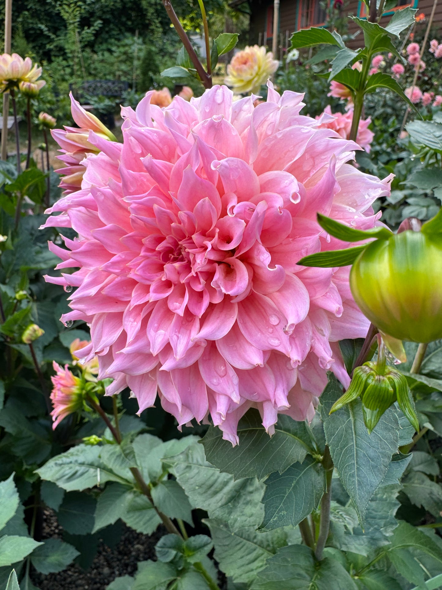 Lee’s Pink Grapefruit