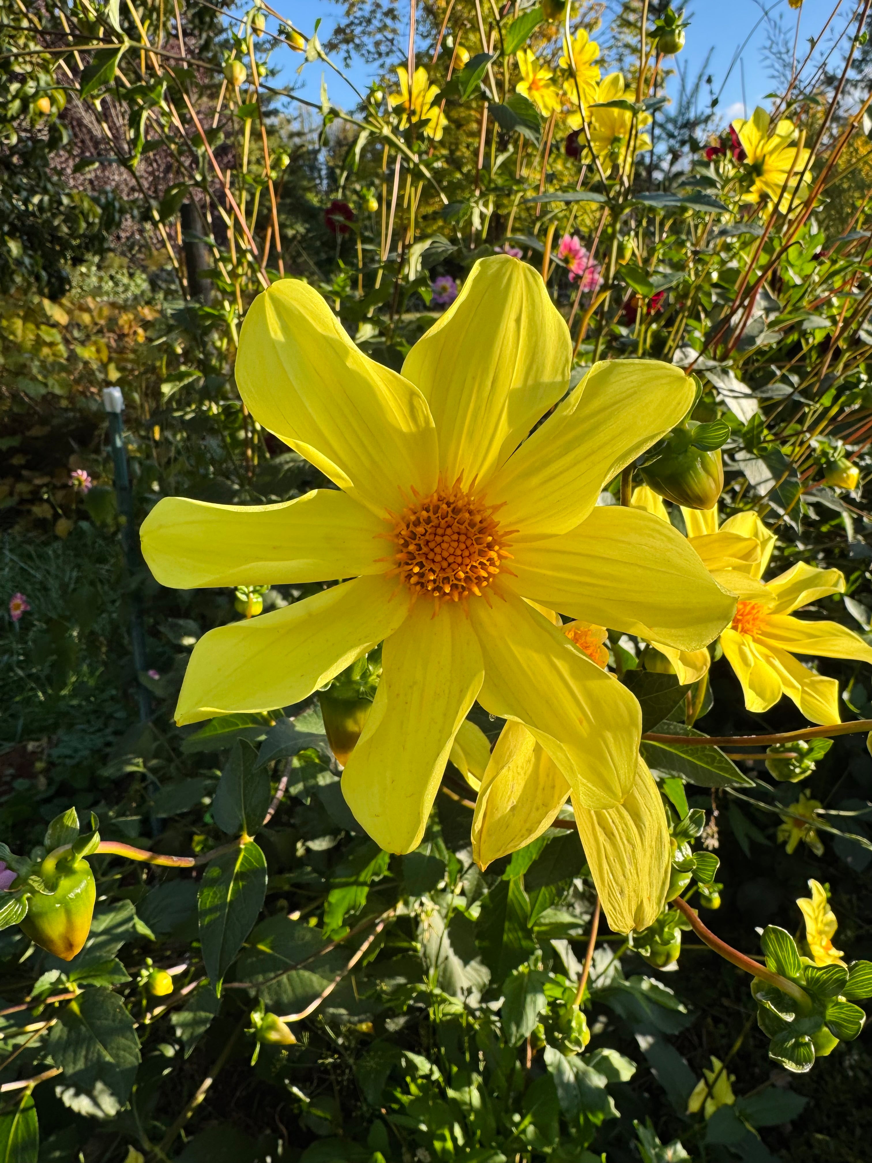 Callum’s Arabesque