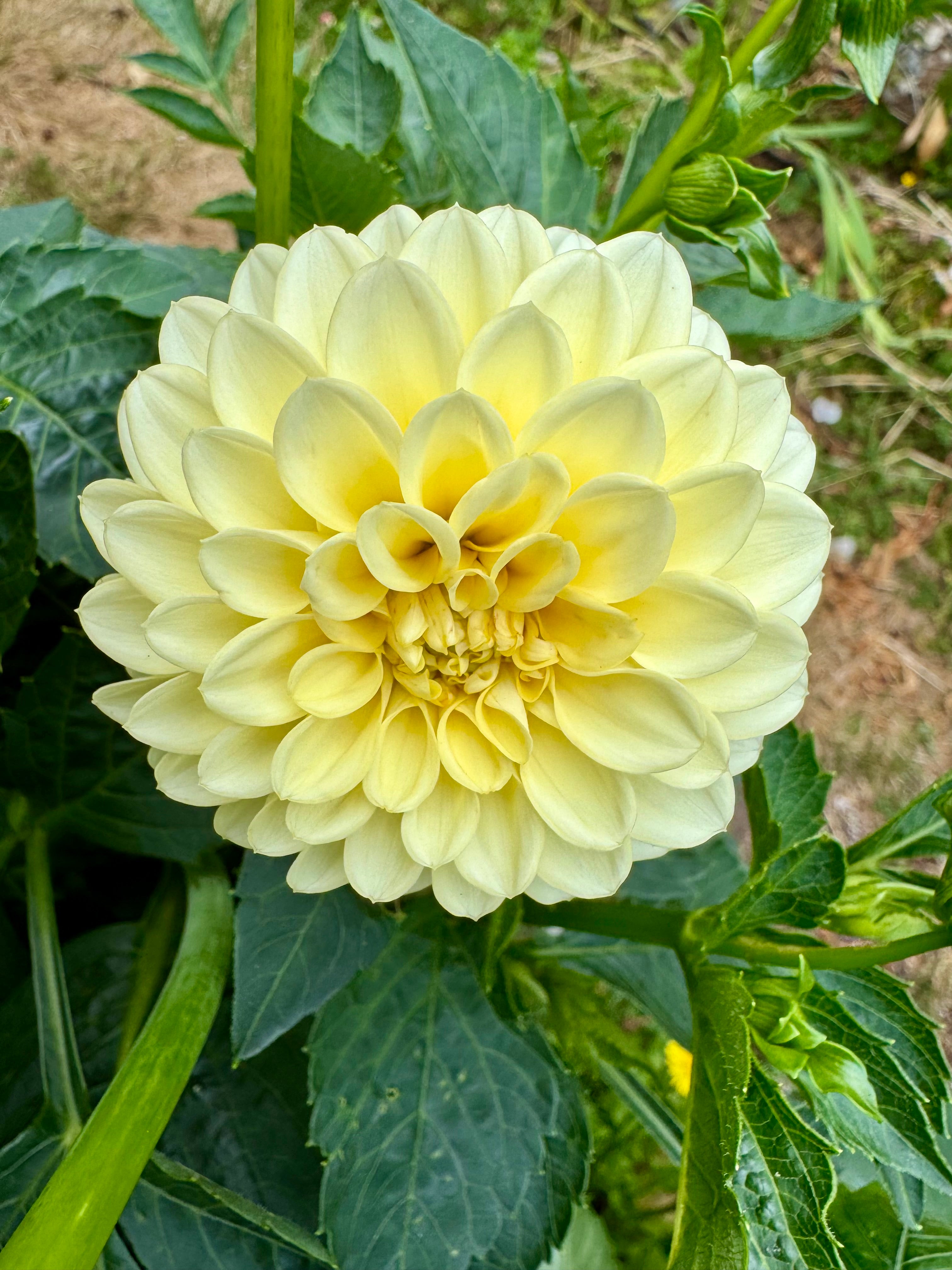 Creamy
