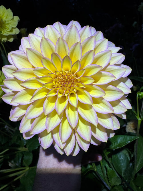 Bloomquist Blush