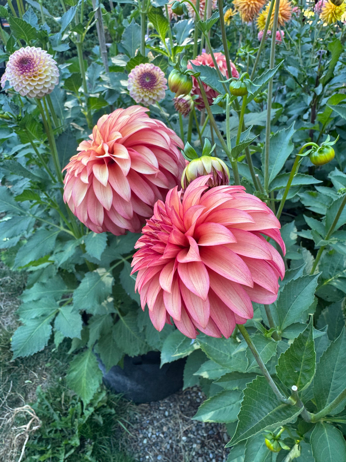 Clearview Cinnabar
