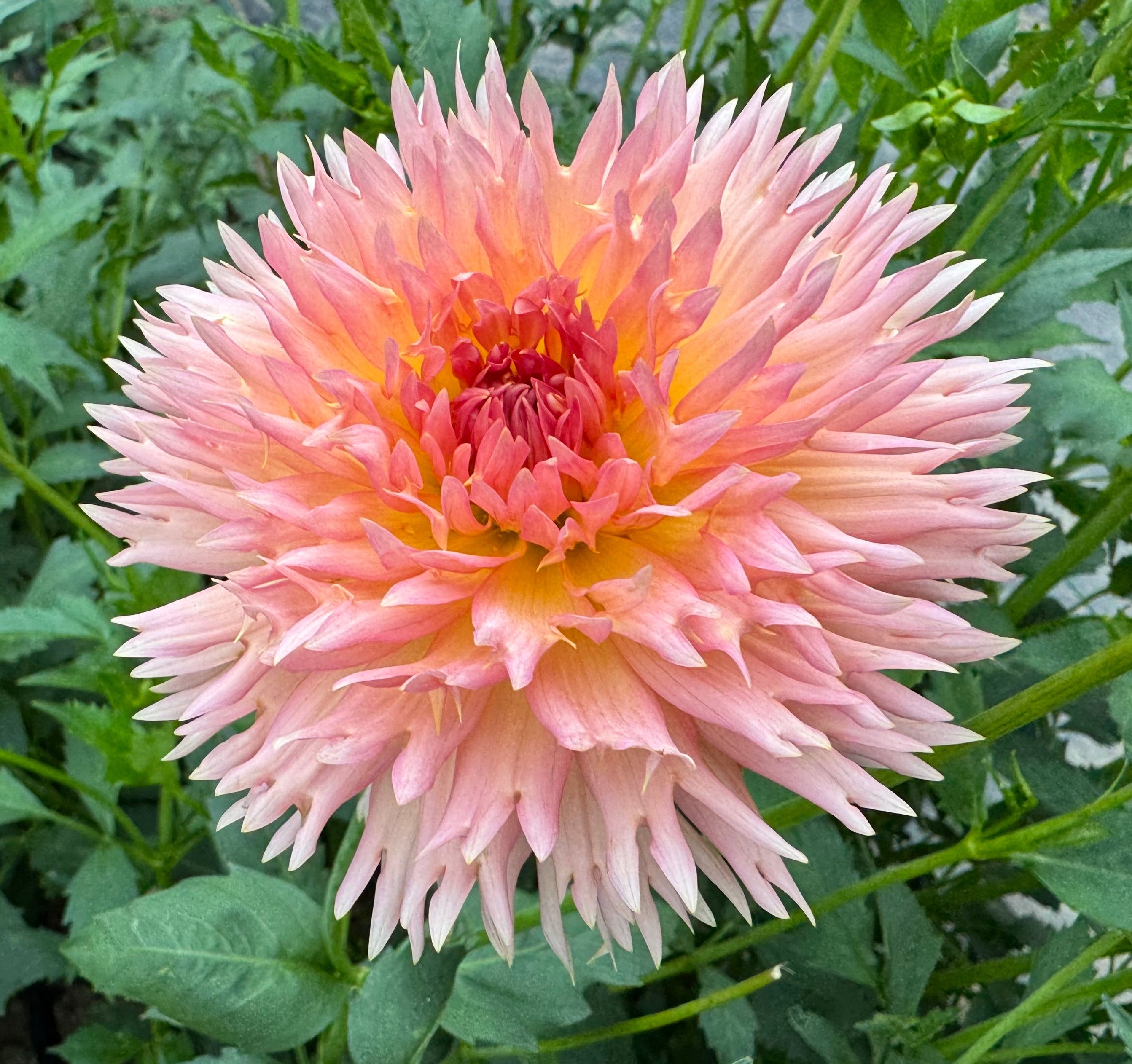 Lakeview Peach Fuzz