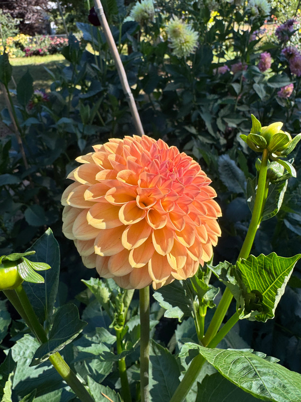 Valley Tawny