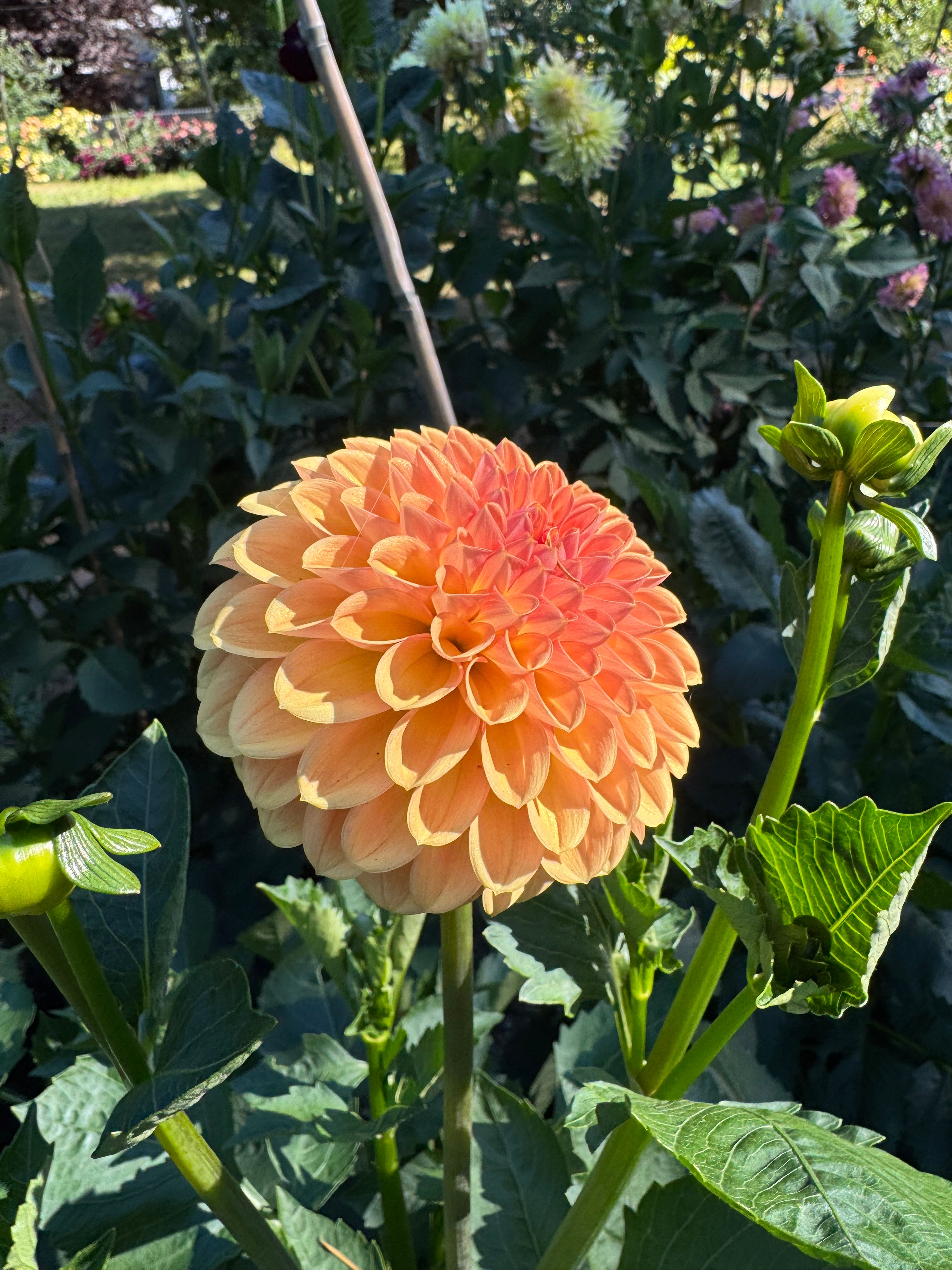 Valley Tawny