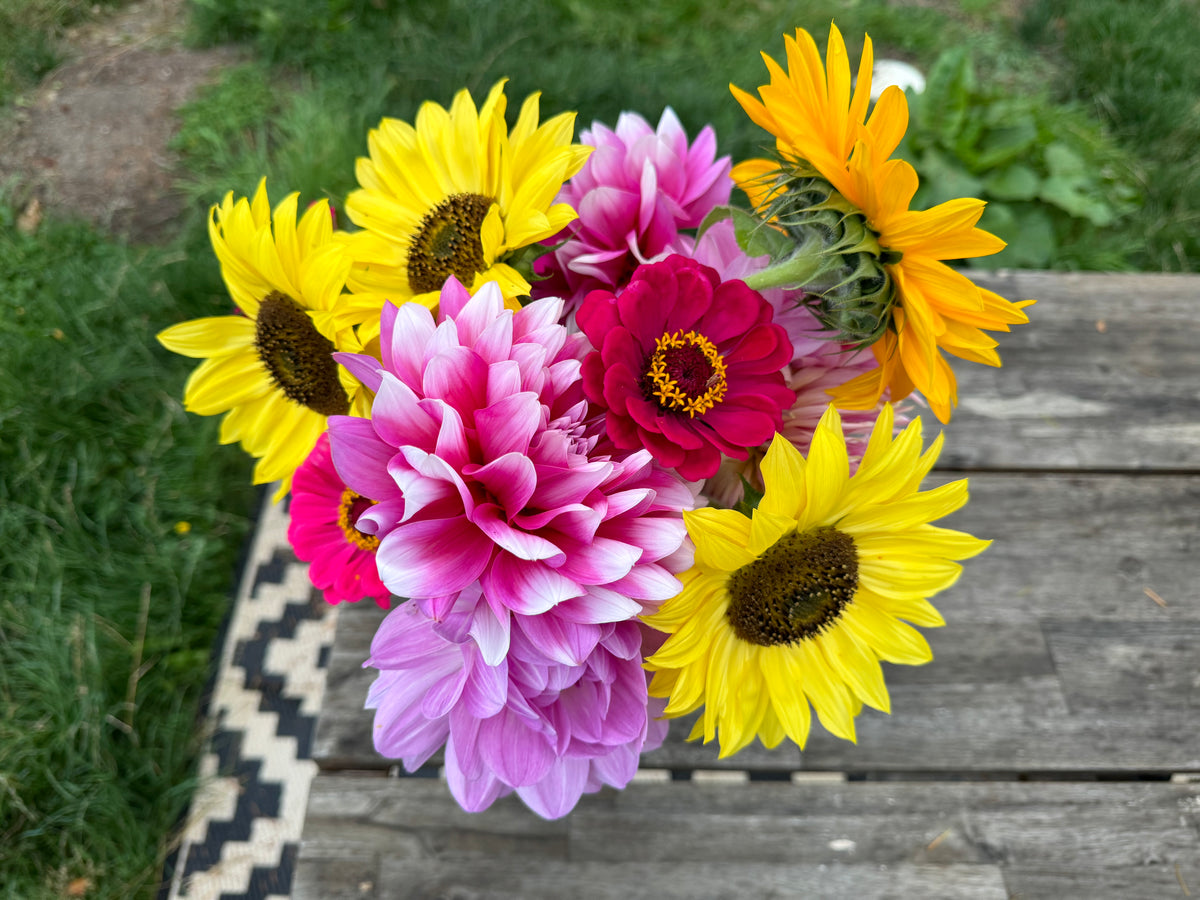 Cut Dahlias(miscellaneous)