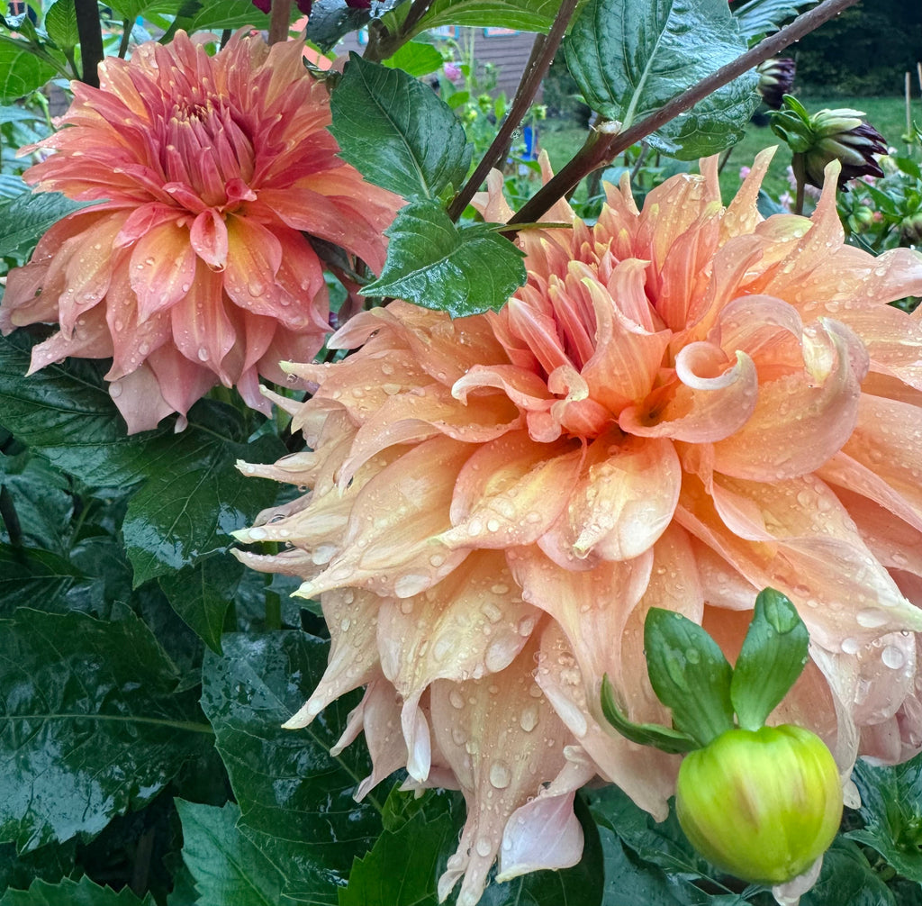 Summer Rain - Limit 1
