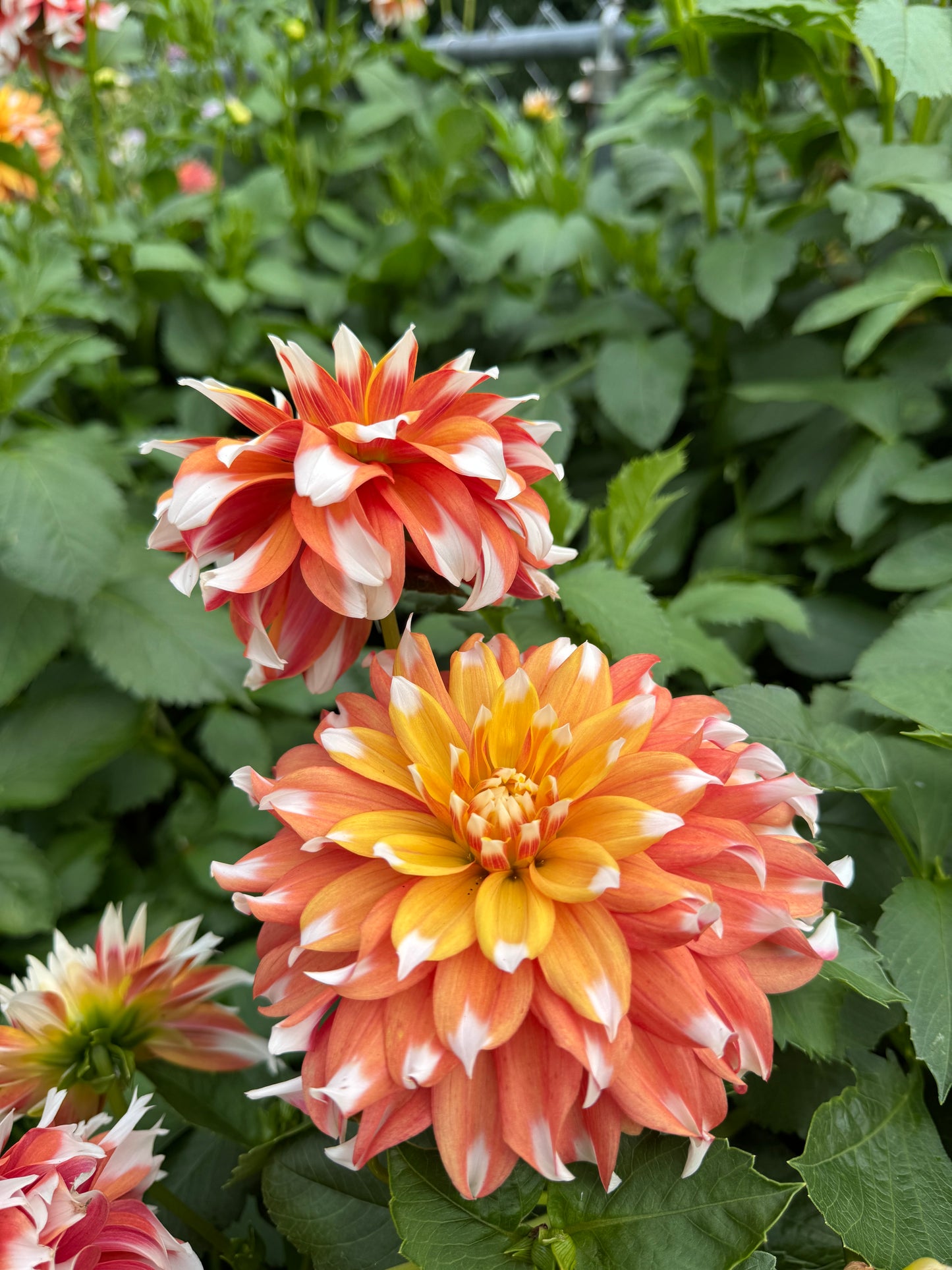 Bloomquist Candy Corn