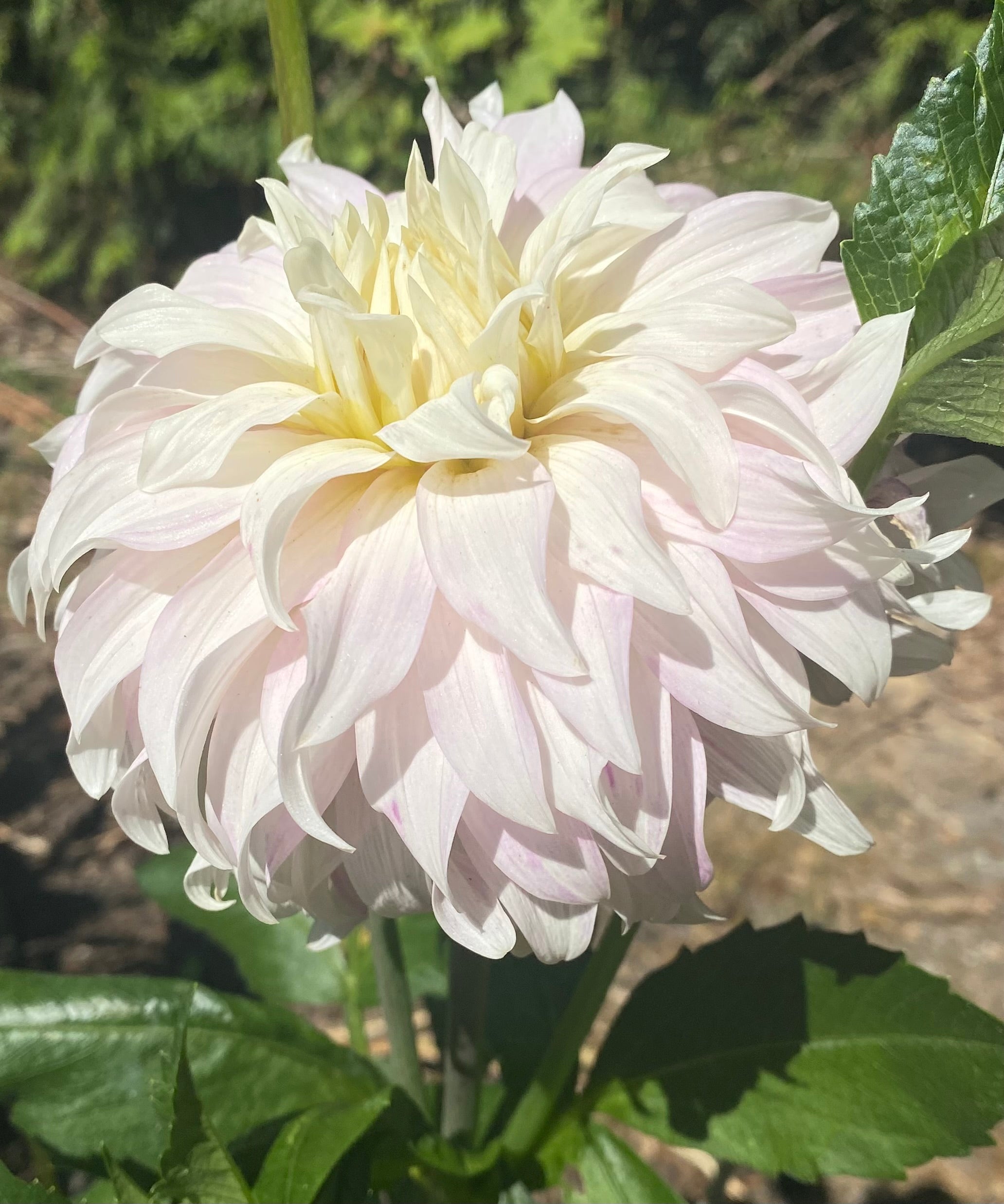 Pink Petticoat