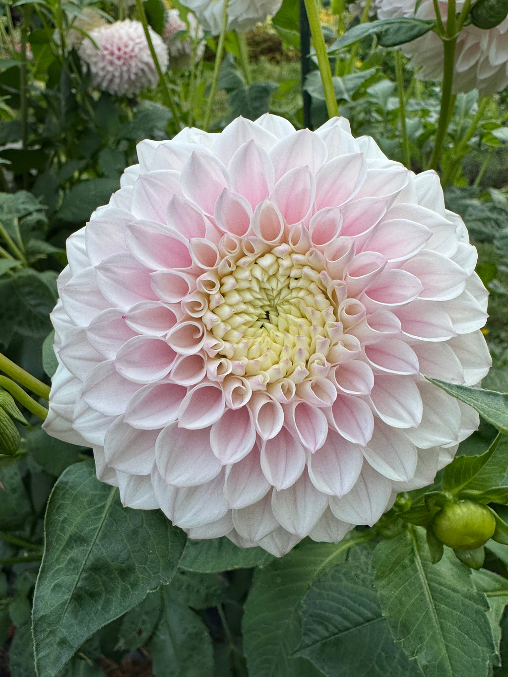 Pink Pearl