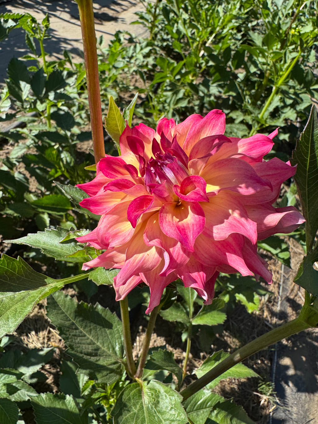 AC Rosebud