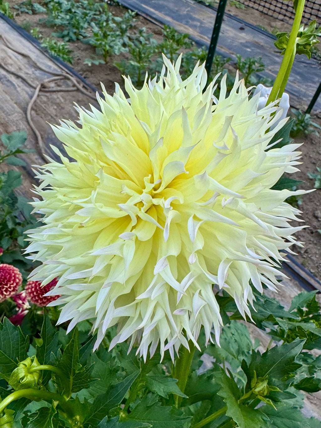 Citron Du Cap