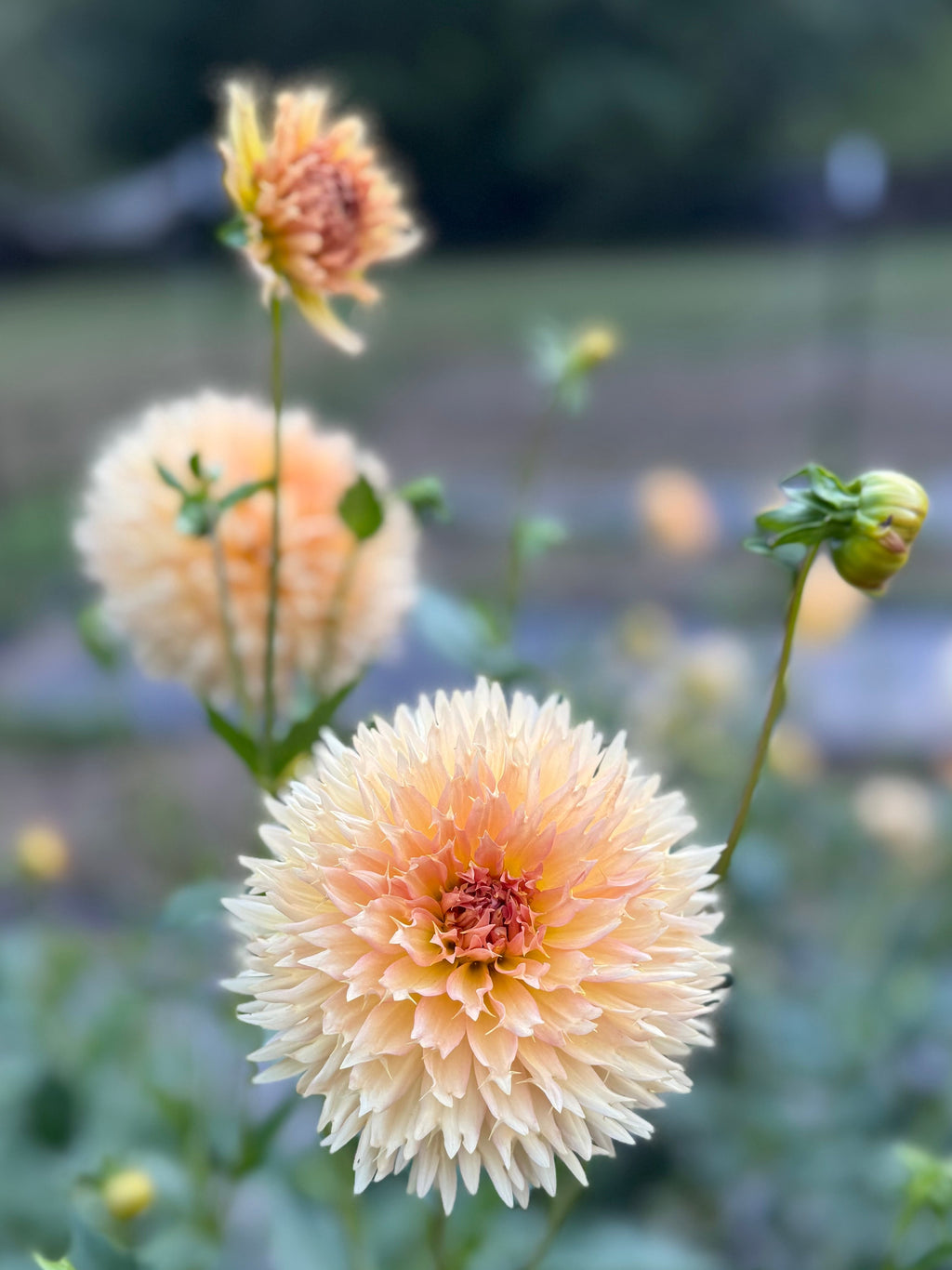 Lakeview Peach Fuzz