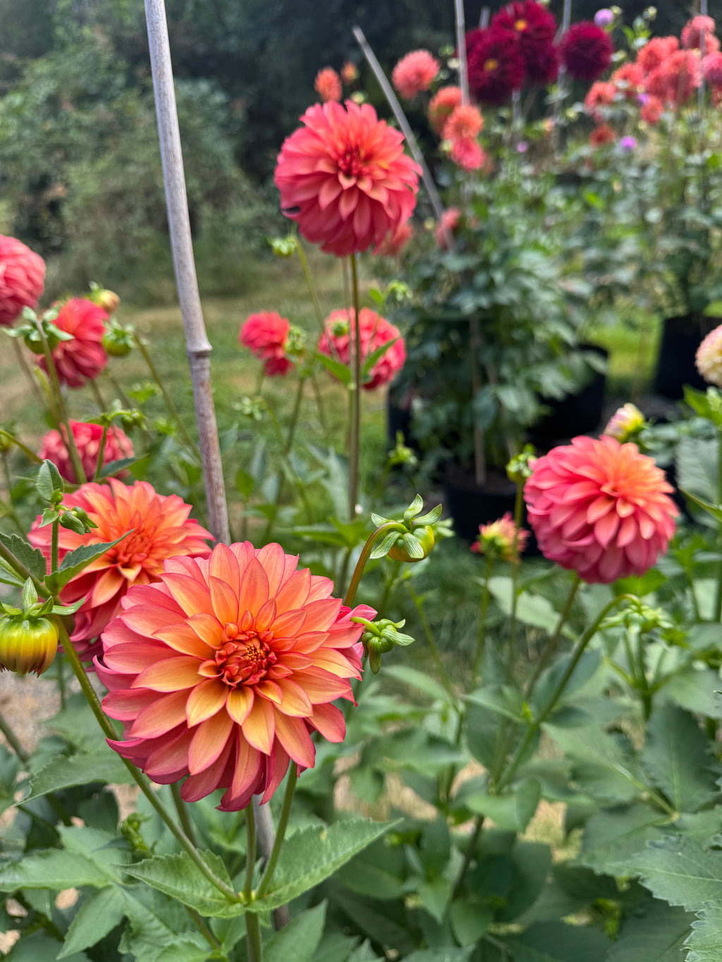 Clearview Cinnabar