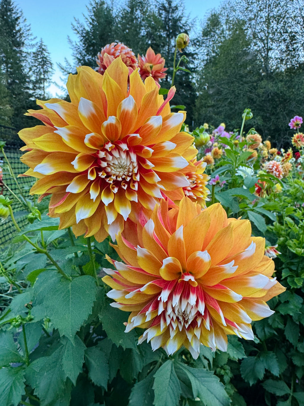 Bloomquist Candy Corn