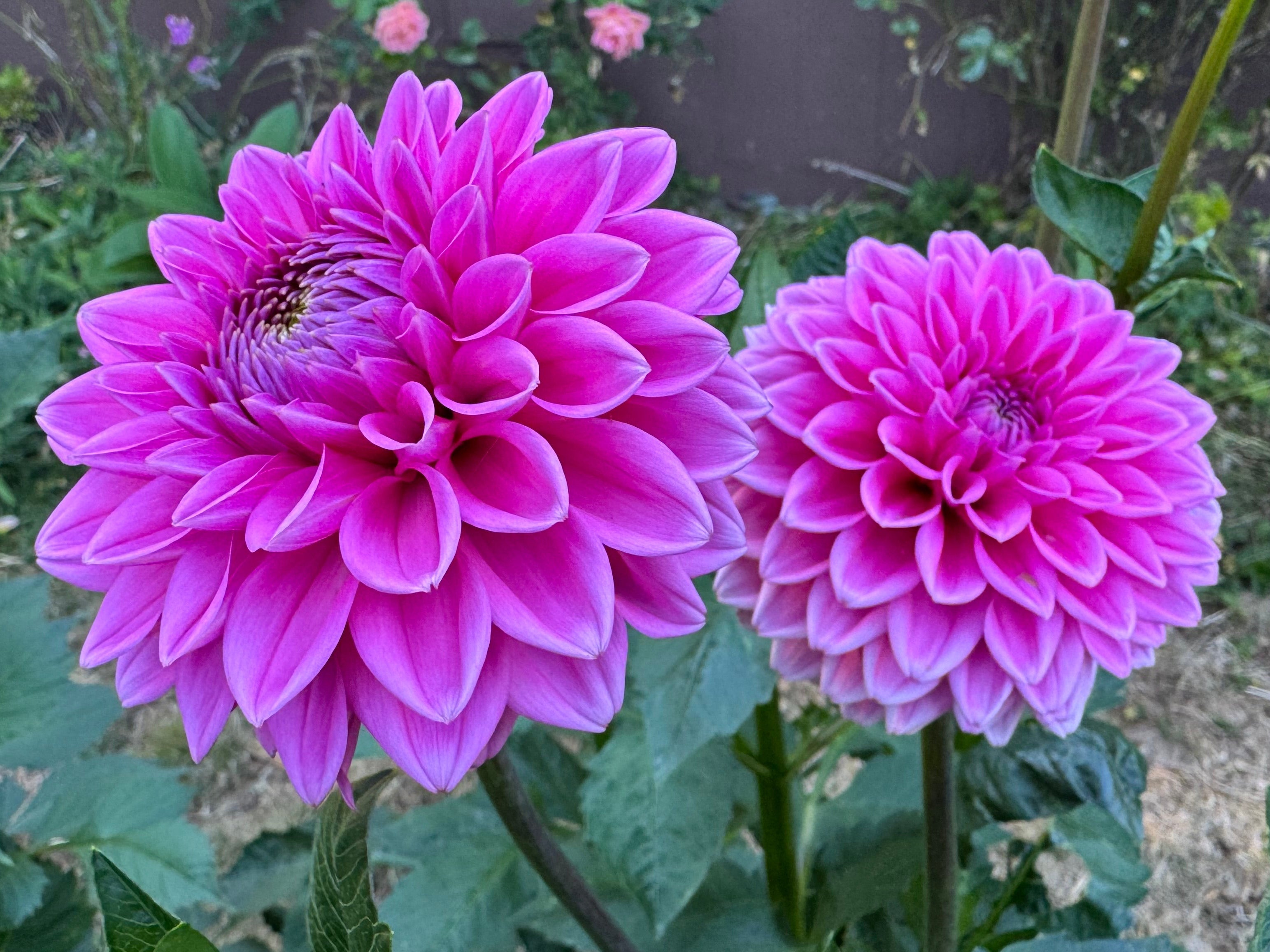 Pink Sylvia