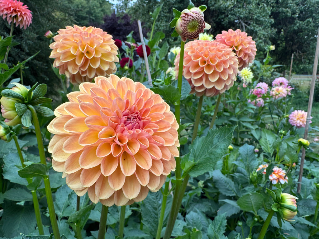 Valley Tawny