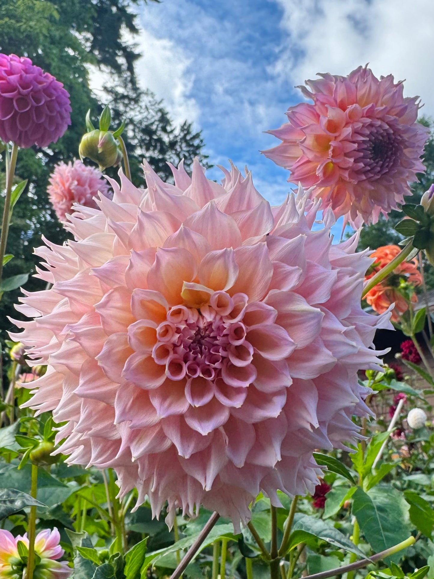 Lee’s Pink Grapefruit