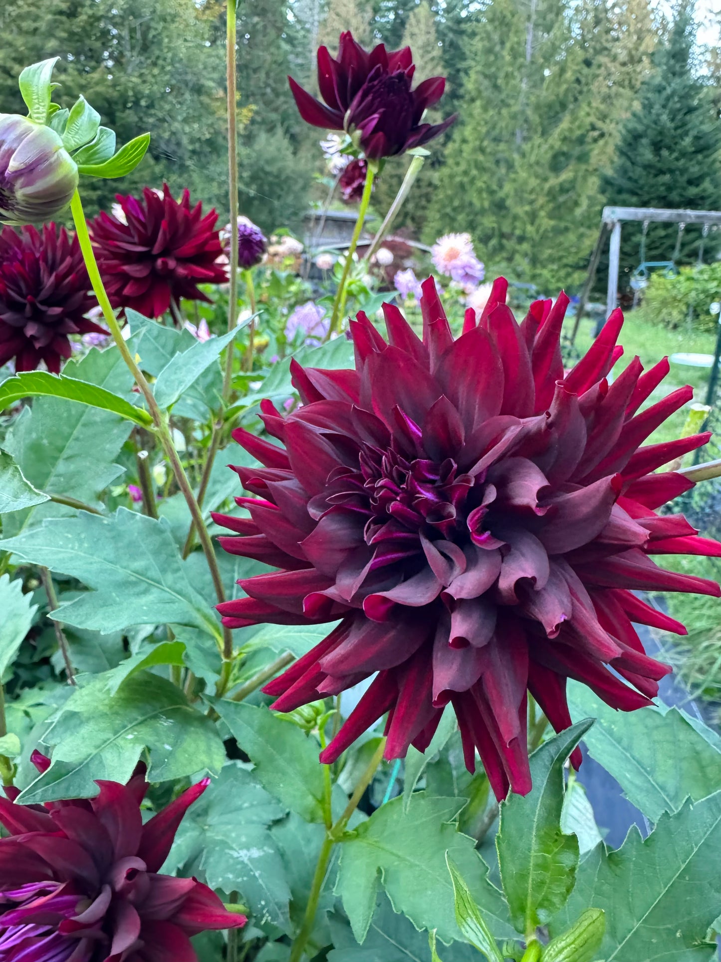 Hollyhill Black Beauty