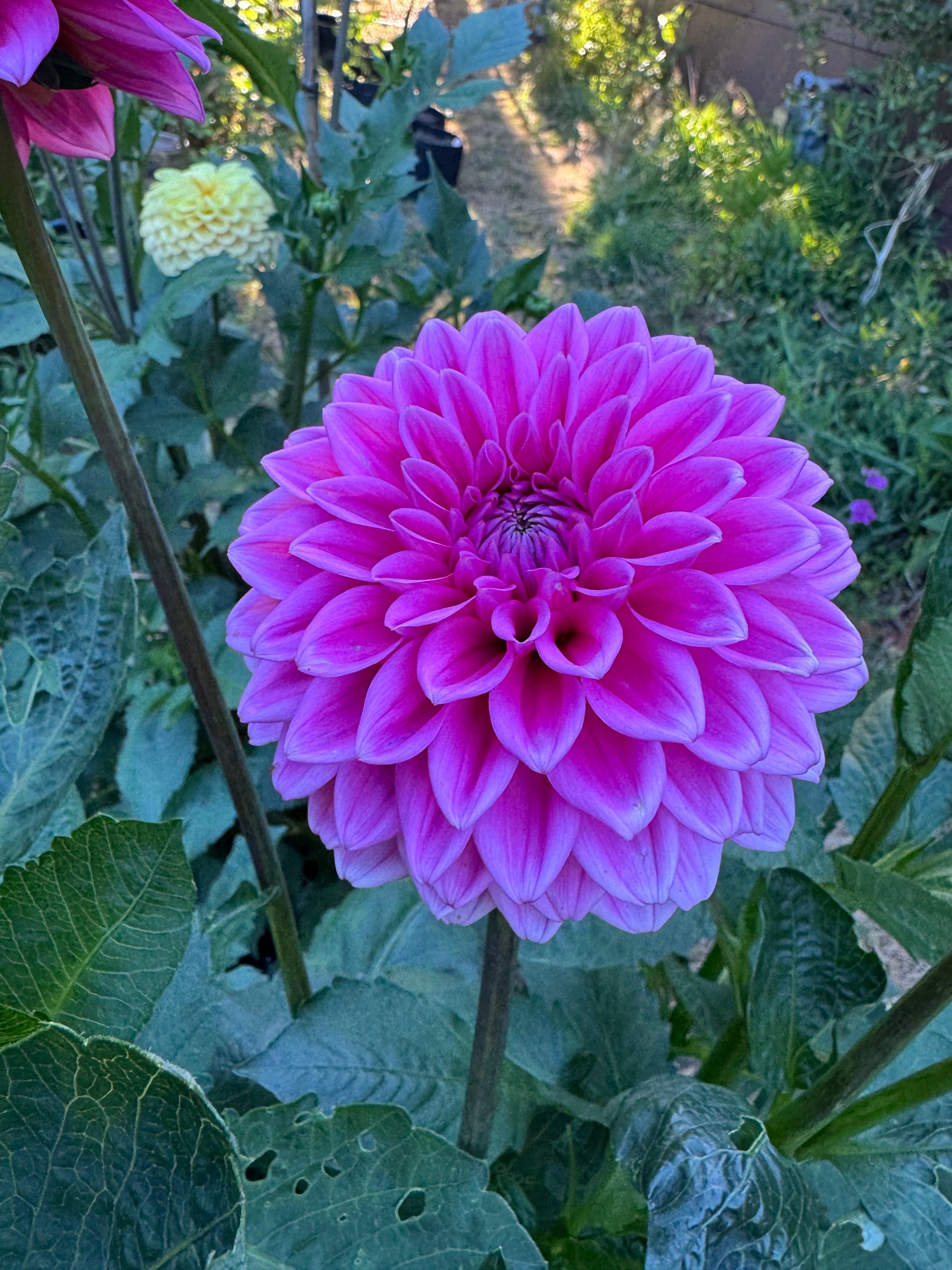 Pink Sylvia