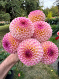 Hapet Pearl