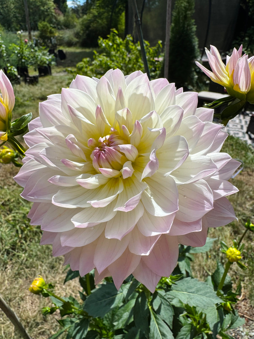 Hollyhill Lilibet