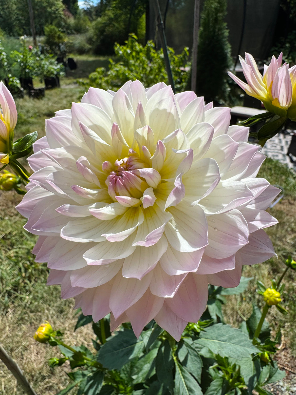 Hollyhill Lilibet