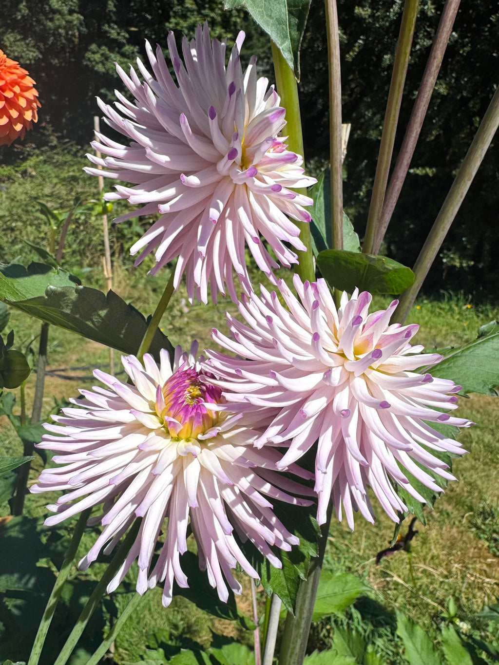 Josudi Andromeda