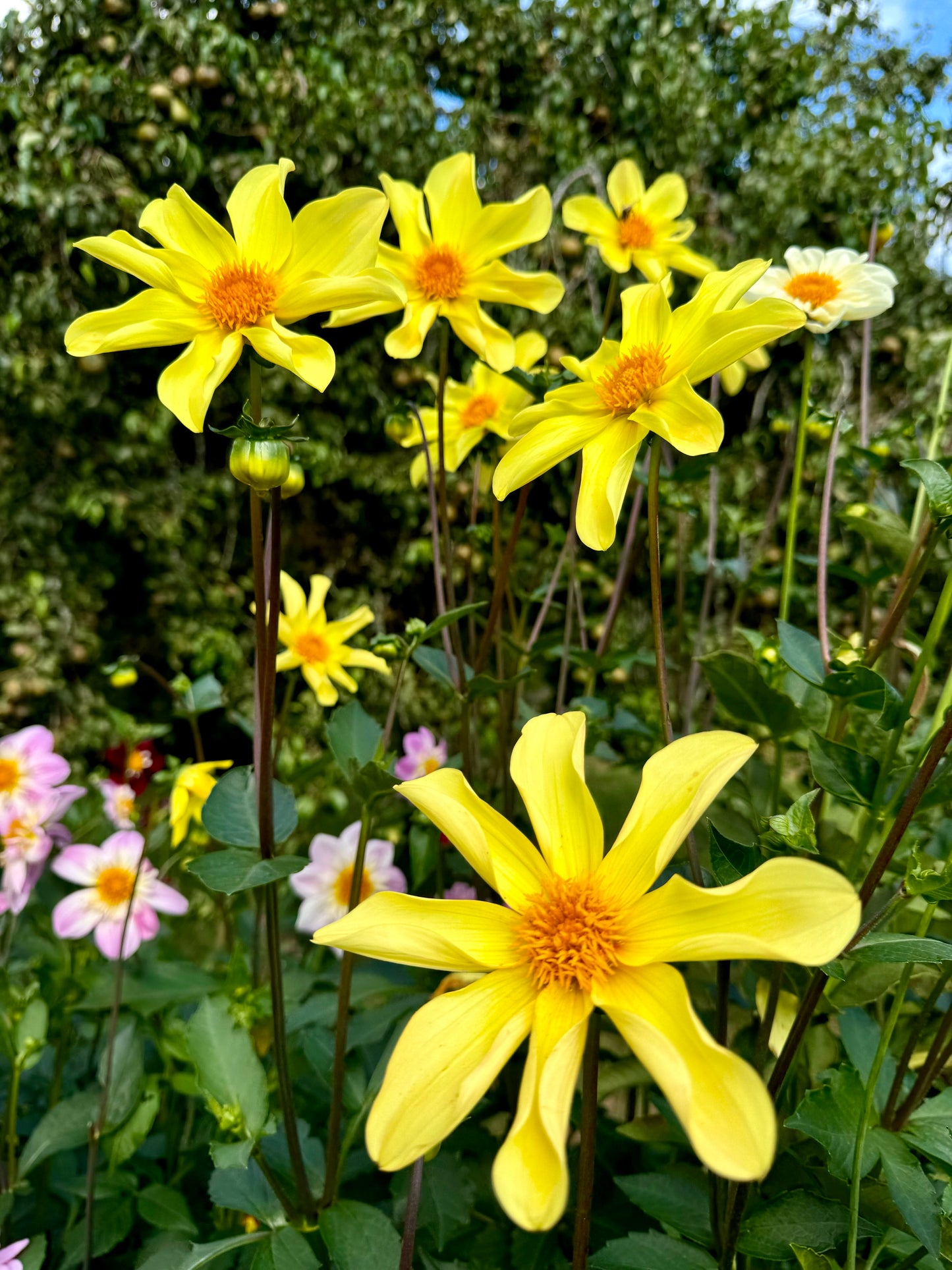 Callum’s Arabesque