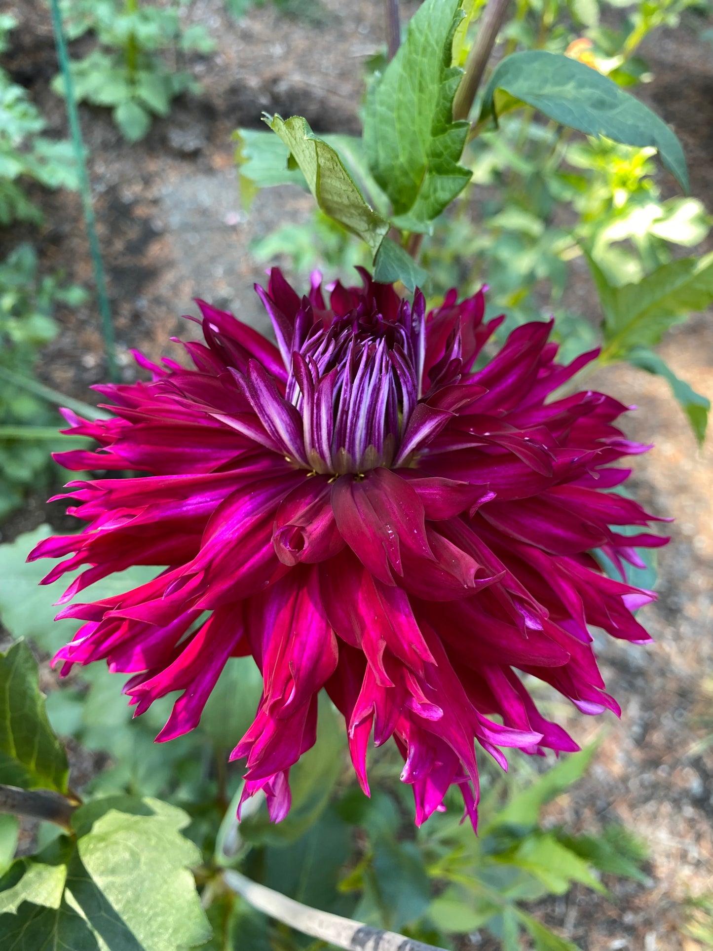 Jennifer’s Wedding