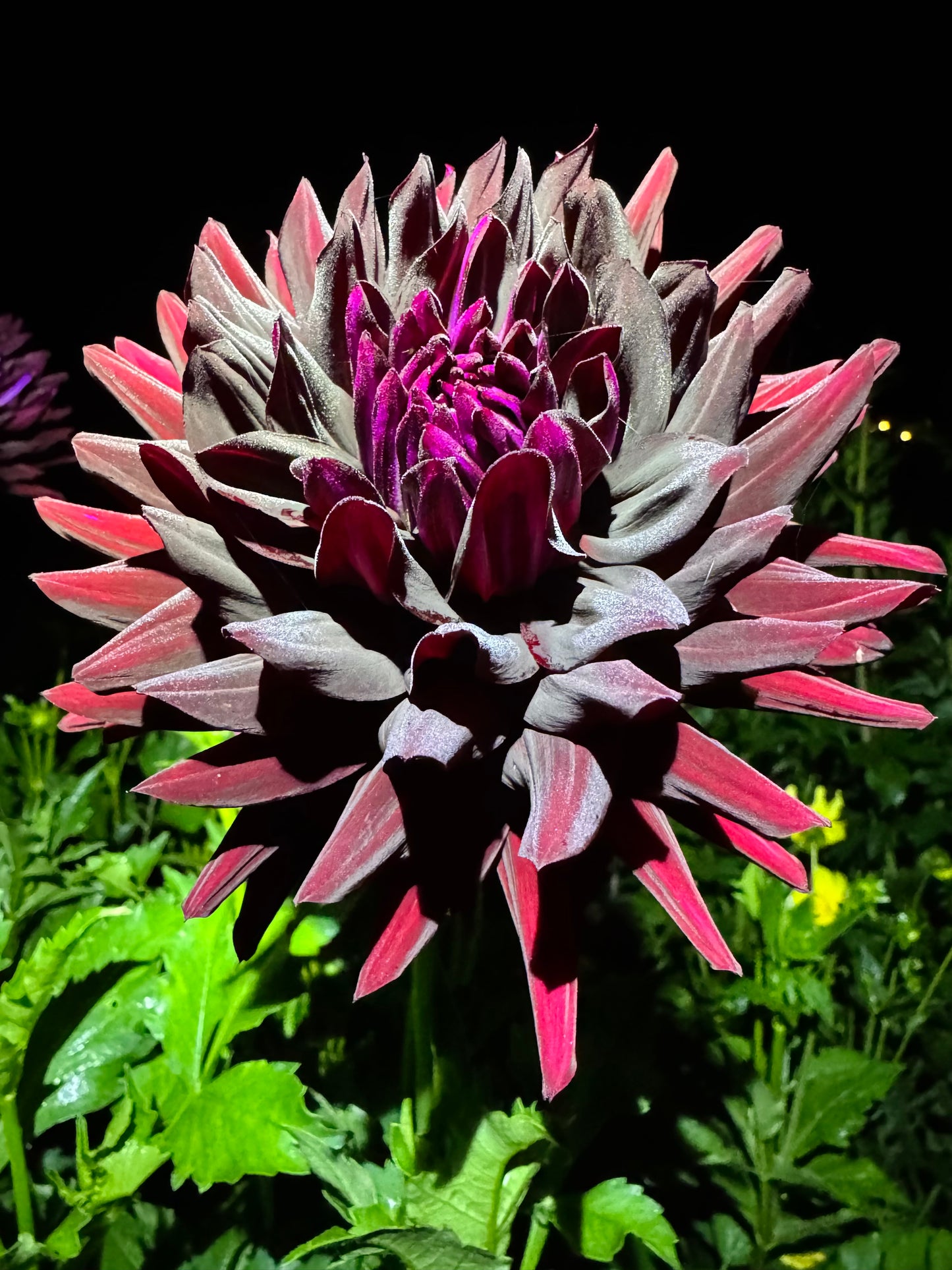 Hollyhill Black Beauty